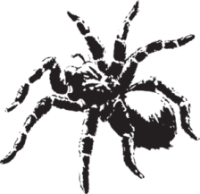 tarantula