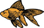 goldfish