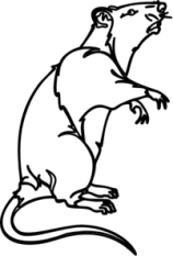 rat
